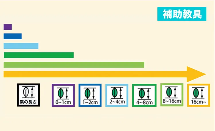 補助教具。葉の長さを「0〜1cm」「1〜2cm」「2〜4cm」「4〜8cm」「8〜16cm」「16cm〜」に分け、長さを色の帯と記号で示している